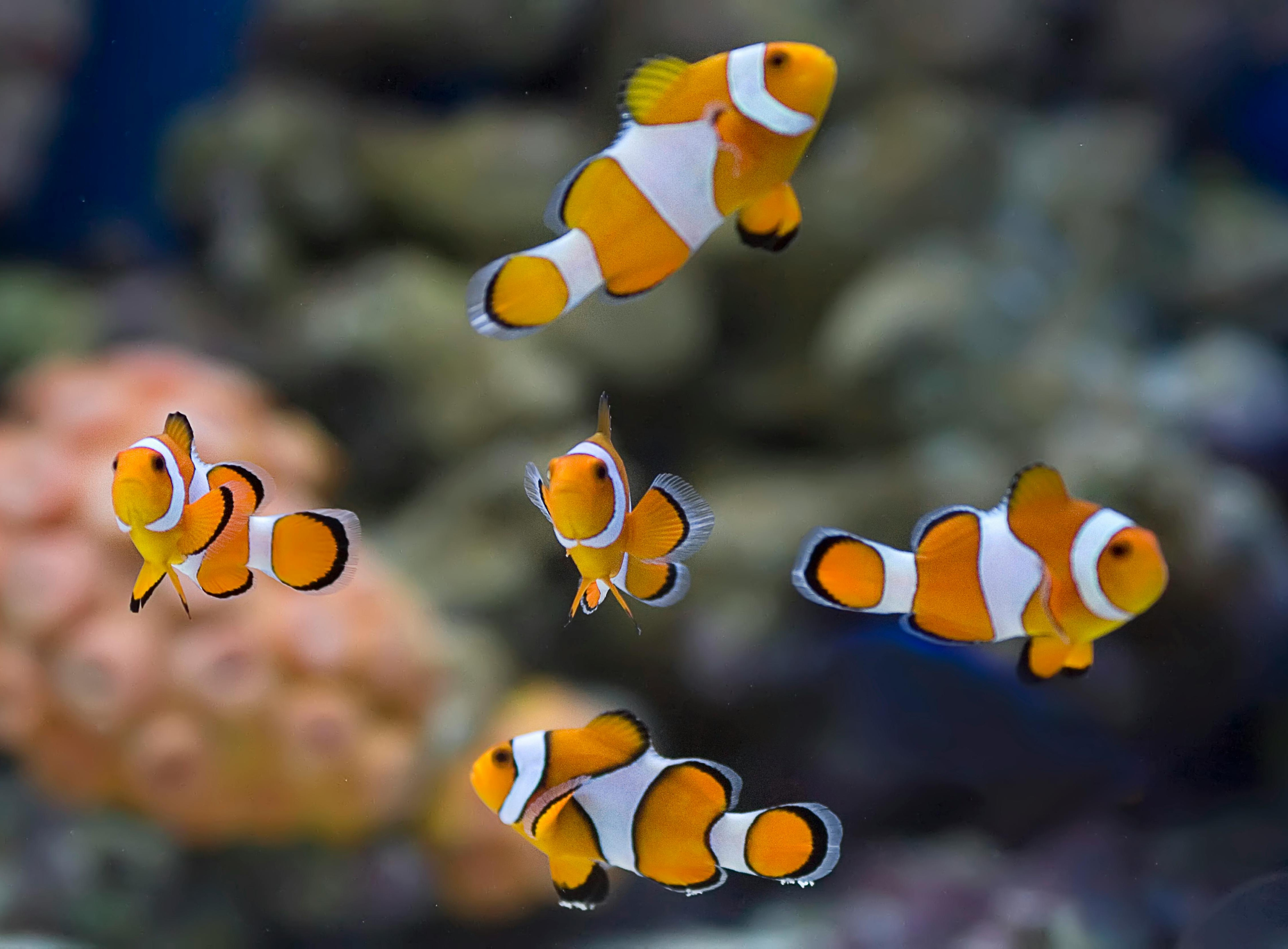 Clownfisch