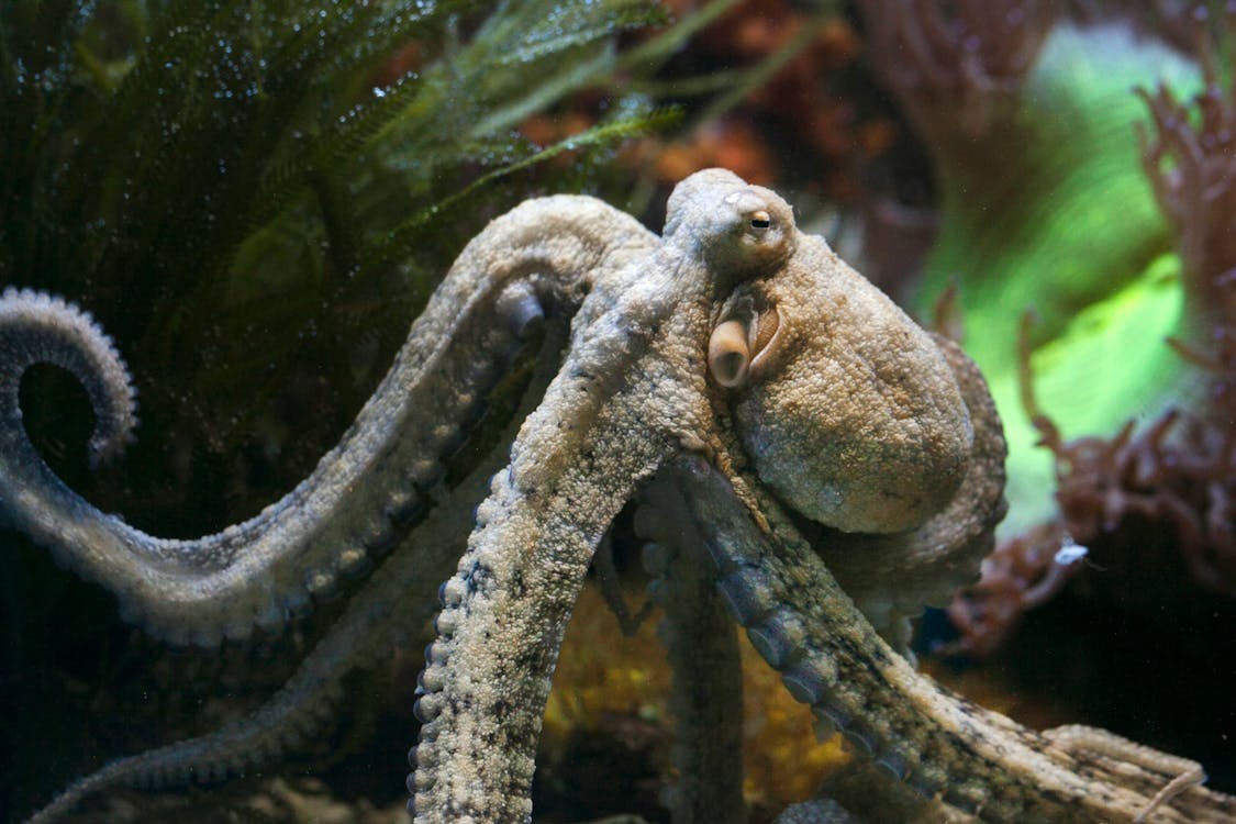 Oktopus